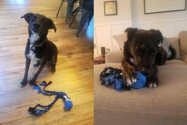 cora enjoying the dog toy