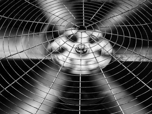 fan